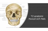 T2 anatomi Huvud och Hals