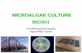MICROALGAE CULTURE BIO301 - sphinx.murdoch.edu.au