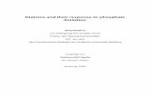 Diatoms and their response to phosphate limitation