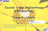 Cassini tribe Heliantheae (Compositae) - Fapesp
