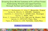Growing Gros Michel bananas with coffee/trees: Addressing threats