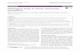 Histological study of chronic pulmonary aspergillosis