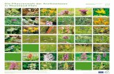 Die Pflanzenwelt der Arnikawiesen in Rheinland-Pfalz