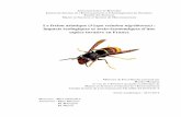 Le frelon asiatique ( Vespa velutina nigrithorax ...