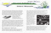 Zebra Mussels - epa.state.il.us