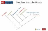 Seedless Vascular Plants - NCSU