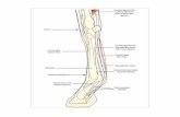 tendons - GitHub Pages