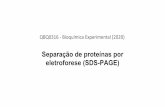 Separação de proteínas por eletroforese (SDS-PAGE)