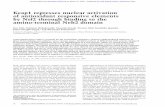 Keap1 represses nuclear activation of antioxidant ...
