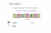La “membrana citoplasmatica” delimita il citoplasma È un ...