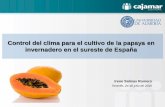 Control del clima para el cultivo de la papaya en ...