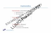 Helminths ESCMID Online Lecture Library LUMC-Parasitology