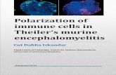 Polarization of immune cells in Theiler‘s murine ...