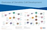 Overview of Dendritic Cell Development Poster