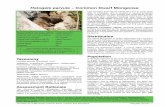 Helogale parvula Common Dwarf Mongoose