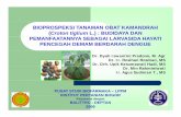 Biopreksi Tanaman Obat Kamandrah (Croton tiglium L ...