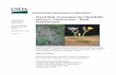 Chondrilla juncea WRA - USDA