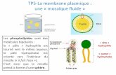 La membrane plasmique : une « mosaïque fluide