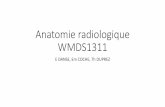 Anatomie radiologique WMDS1311