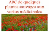 ABC de quelques plantes sauvages aux vertus médicinales