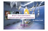 Brain vascularization Clinical care and mechanisms