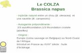 Le COLZA Brassica napus