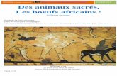 Animaux Des animaux sacrés, Les boeufs africains