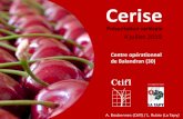 e Cerise - expe-fruits-paca.com