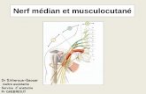 Nerf médian et musculocutané