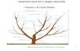 MORPHOLOGIE DE L’ARBRE FRUITIER « Organes » de l’arbre ...