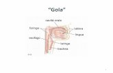 “Gola” - Formazione Infermiere