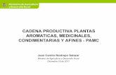 CADENA PRODUCTIVA PLANTAS AROMATICAS, MEDICINALES ...