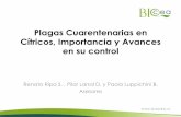 Plagas Cuarentenarias en Cítricos, Importancia y Avances ...