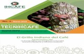 El Grillo Indiano del Café - IHCAFE
