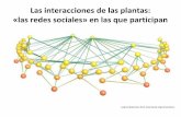 Las interacciones de las plantas: «las redes sociales» en ...