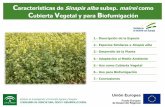 Características de Sinapis alba subsp. mairei como ...