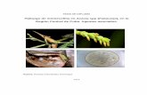 Hallazgo de mirmecofilia en Acacia spp Fabaceae), en la ...