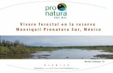 Vivero forestal en la reserva Moxviquil Pronatura Sur, México
