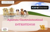 Aparato Gastrointestinal INTESTINOS