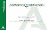 RINOTRAQUEITIS INFECCIOSA BOVINA IBR