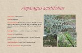 Asparagus acutifolius - Manuel