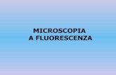 MICROSCOPIA A FLUORESCENZA - DidatticaWEB
