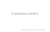 Il metabolismo dell'RNA1 - .proteina. Ogni mRNA è associato a diversi ribosomi: il complesso prende