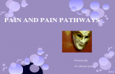 pain pathway