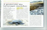 A protecção das tartarugas marinhas