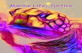 MarIne Life: Turtles