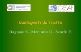 Castagneti da frutto Bagnato S., Mercurio R., Scarfأ² F. Bagnato S., Mercurio R., Scarfأ² F. Castagno