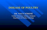 DISEASE OF POULTRY